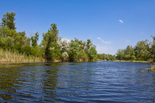 Летняя река — стоковое фото