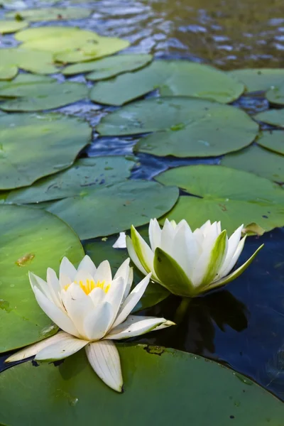 Хорошие белые лилии в воде — стоковое фото