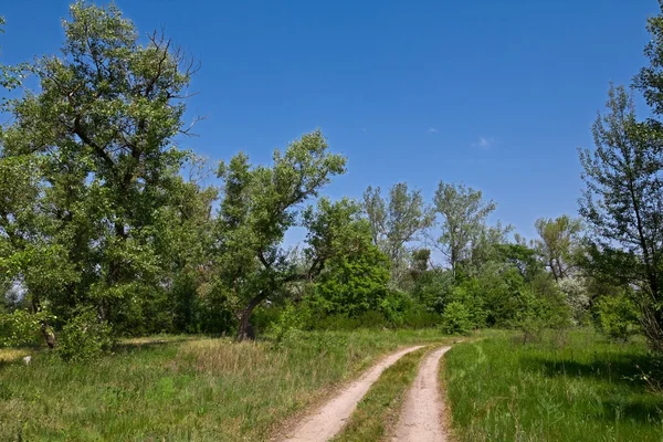 Rural ground road in a forest — Stock Photo, Image