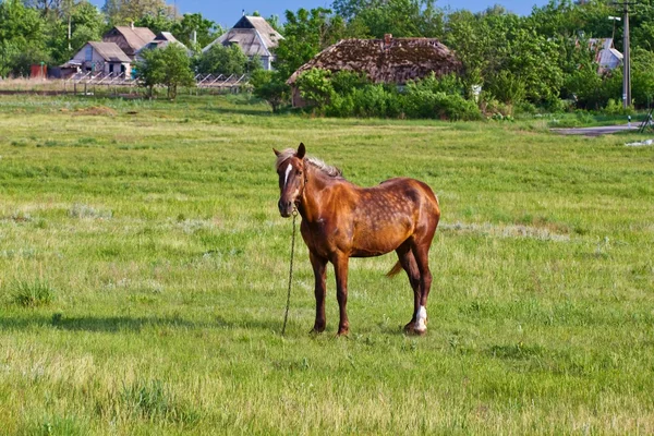 Hnědý kůň na venkově pastviny — Stock fotografie
