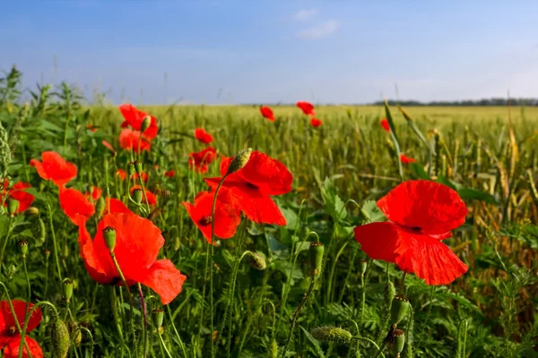Rote Mohnblumen auf einem Feld — Stockfoto