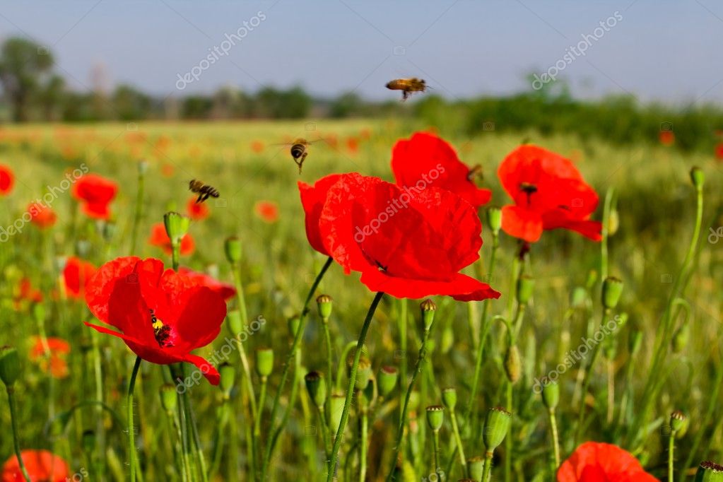 Red Poppy Field Stock Photo Image By C York 76