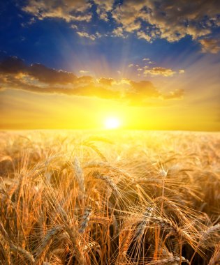 Evening wheat field clipart