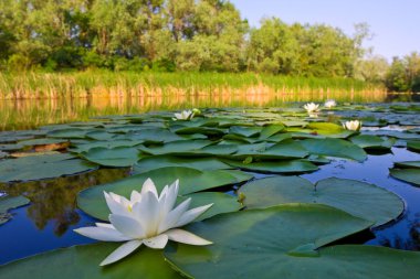 River with white lilies clipart