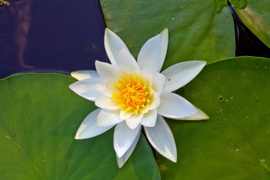 Closeup white lily