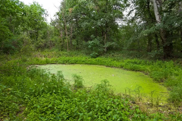 stock image Small green lake in a forest