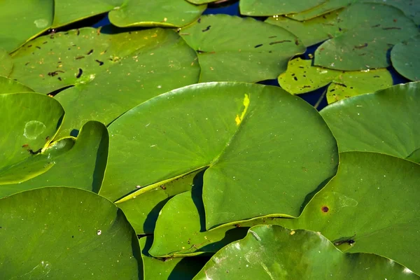 緑色の水の葉の背景 — ストック写真