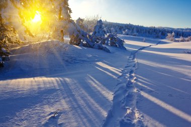 Winter forest in a rays of morning sun clipart