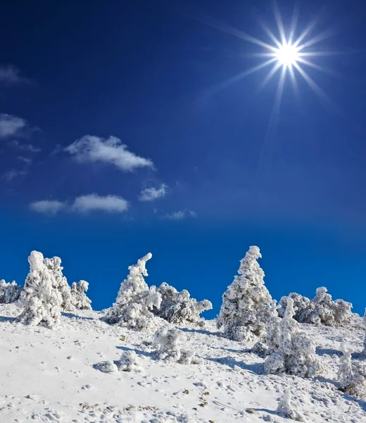 Floresta de árvore de pinheiro de inverno em uma neve abaixo de um sol brilhante — Fotografia de Stock