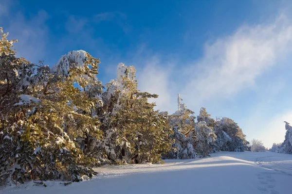 Winter pine tree forest — Stock Photo, Image