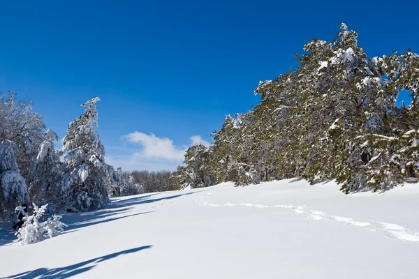 Vinterskogen ved en lys dag – stockfoto