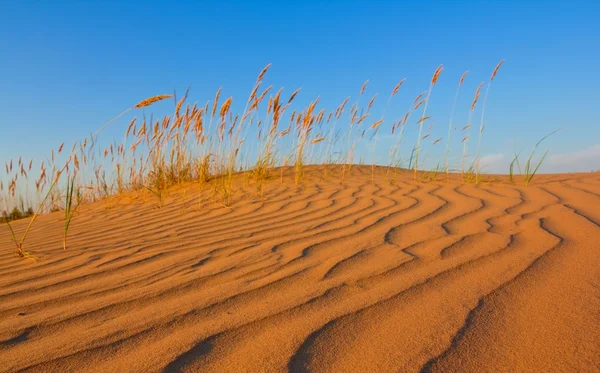 Grama em uma duna de areia — Fotografia de Stock