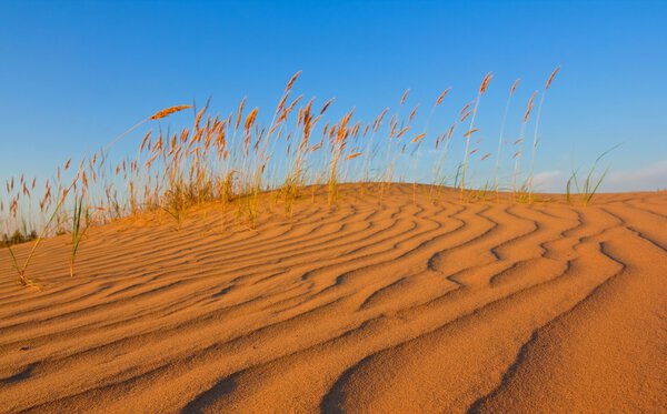 Трава на песчаной дюне
