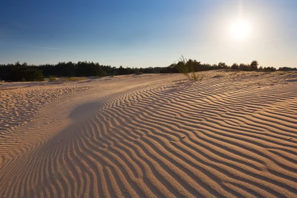 Pôr do sol em um deserto arenoso — Fotografia de Stock