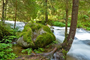 bir ormandaki nehir acele