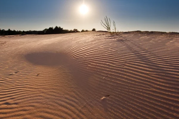 Песчаная пустыня вечером — стоковое фото