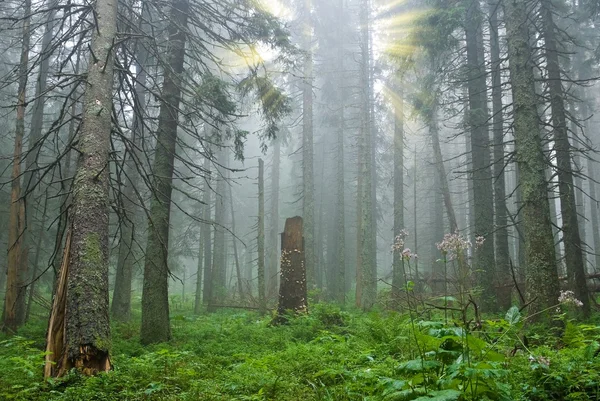 Zamlžené borový les — Stock fotografie