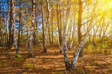 Quiet autumn birch grove clipart