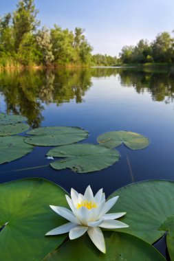 Beautiful white lily on a river clipart