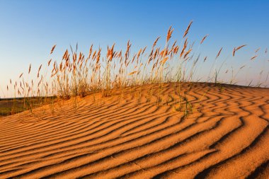 Steppe grass on a sand clipart