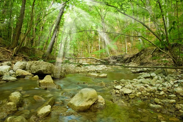 Stock image Small river in a green forest