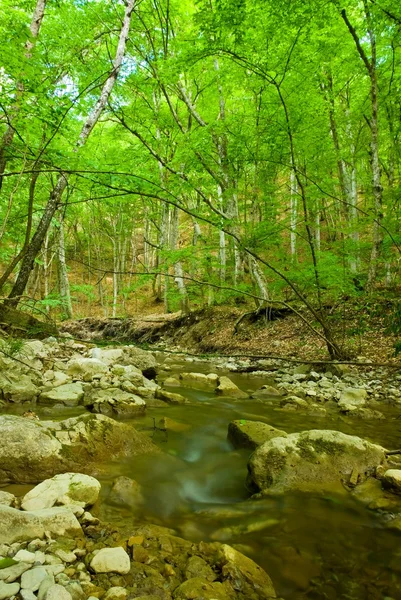 Brook em uma floresta — Fotografia de Stock