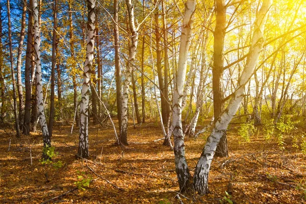 Quiet autumn birch grove — Stock Photo, Image