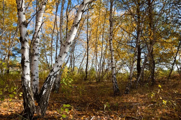 Küçük sonbahar huş ağacı orman — Stok fotoğraf