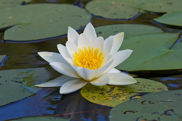 Closeup water lily — Stockfoto