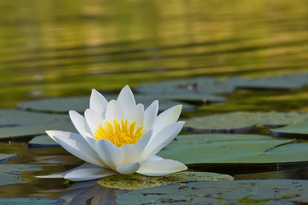Beautiful white lily — Stok fotoğraf