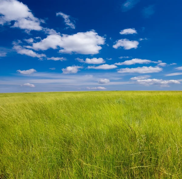 Beautiful green steppe — Stock Photo, Image