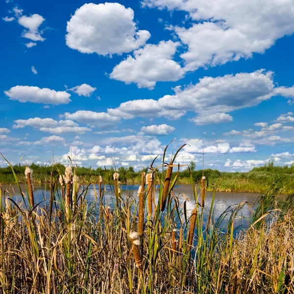 Reed em um lago de verão — Fotografia de Stock