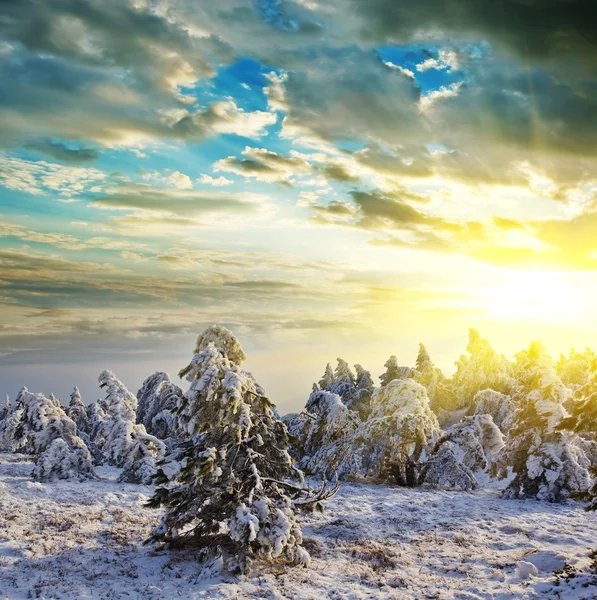 日没で冬の森 — Stockfoto