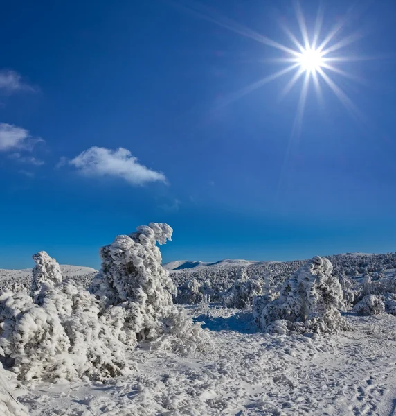 Forêt d'hiver par une journée scintillante — Photo