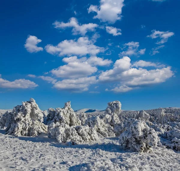 Kış grubunu orman — Stok fotoğraf
