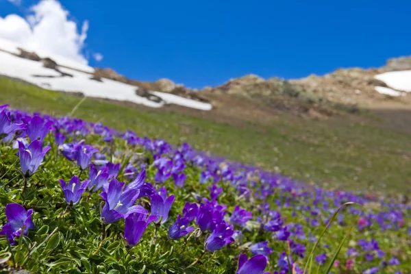 Beautiful blue flowers on a mountain slope — Stock Photo, Image