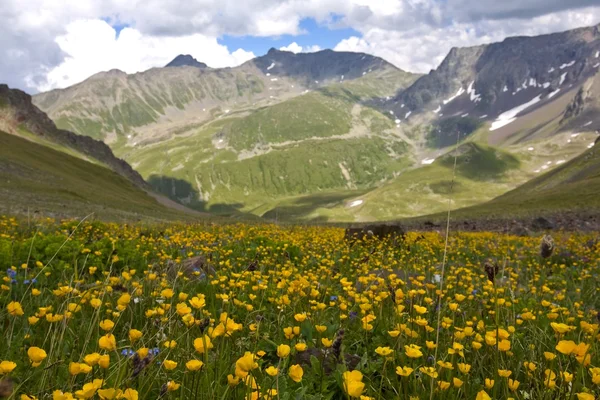 Alpines grünes Gebirgstal — Stockfoto