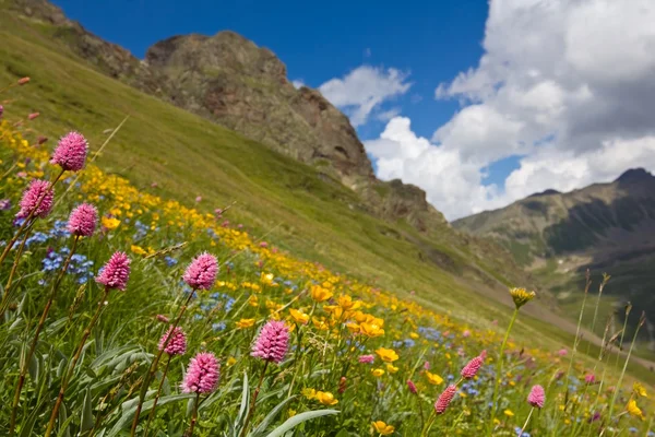 Krásné květiny na horském svahu — Stock fotografie