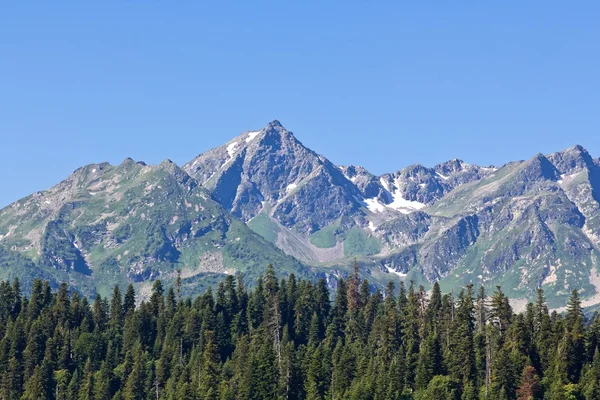 Dağlar yeşil orman yukarıda — Stok fotoğraf