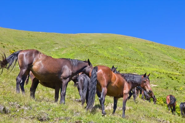 Yeşil mera üzerinde atlar — Stok fotoğraf