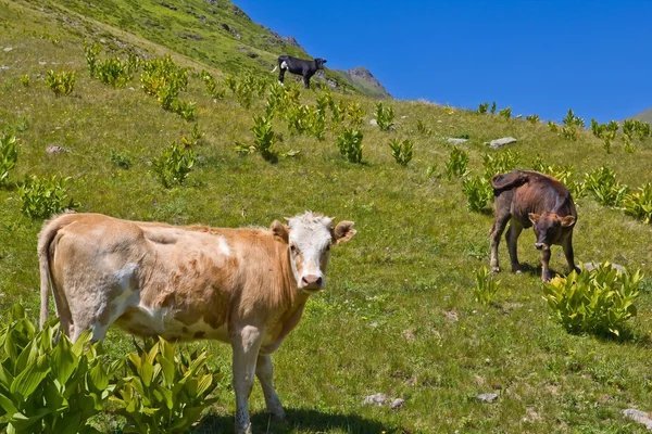 Корова на зеленом пастбище — стоковое фото