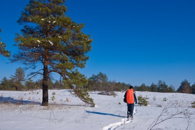 Gezgin bir kış orman üzerinde yürüme