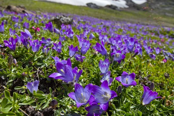 Hermosas flores en un prado de montaña — Foto de Stock