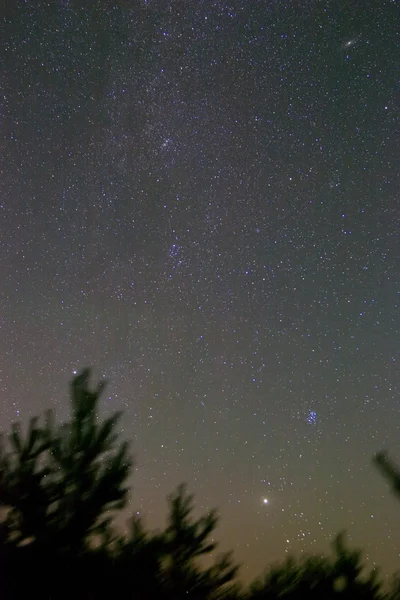 Notte stellata e silhouette di pino — Foto Stock