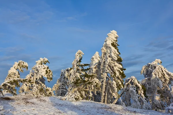 Kvällen vintern skog — Stockfoto