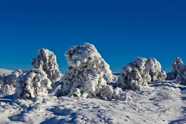 Frozen pine tree forest — Stock Photo, Image