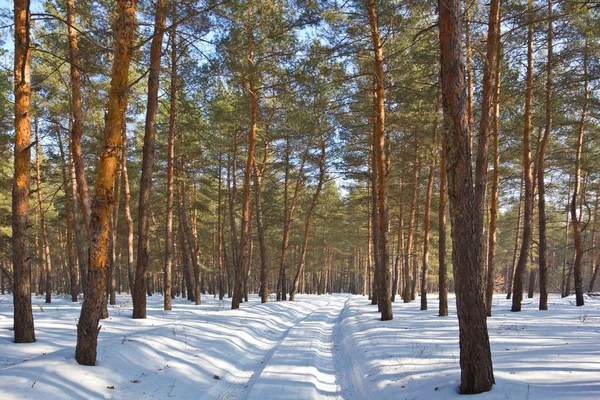 Road in a winter forest — Stock Photo, Image