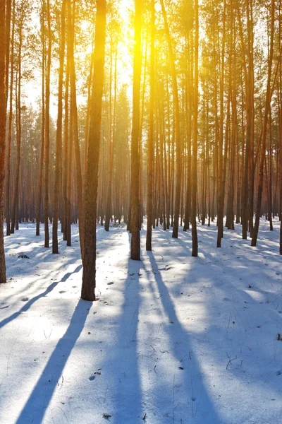 Evening winter pine tree forest — Stock Photo, Image
