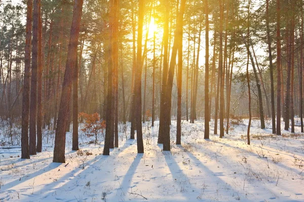 Вечір зимовий ліс — стокове фото