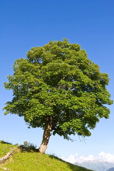 Krásný Zelený strom na svahu kopce — Stock fotografie